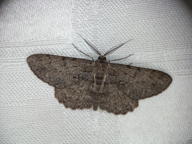 Hypomecis punctinalis - pettyes faaraszoló