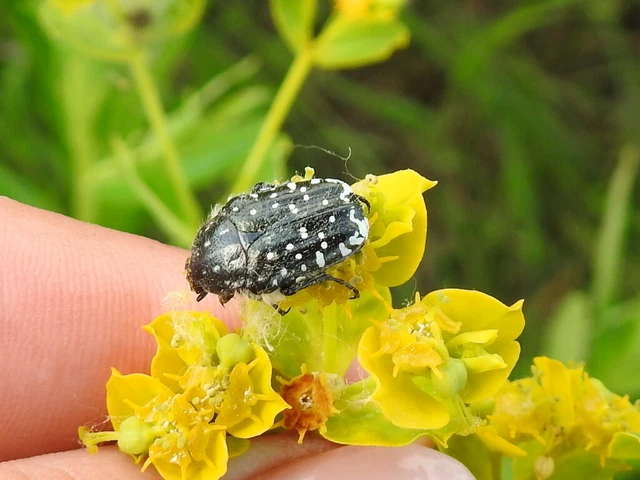 Oxythyrea funesta - sokpettyes virágbogár
