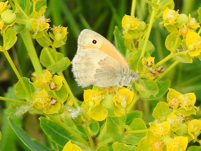Coenonympha pamphilus - kis szénalepke