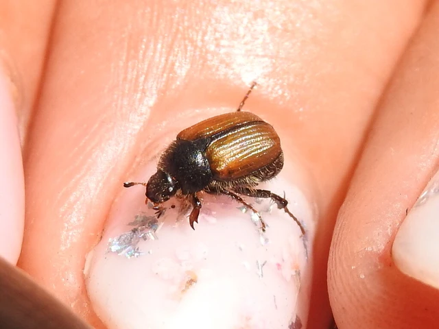 Omaloplia nigromarginata - szegélyes kiscserebogár