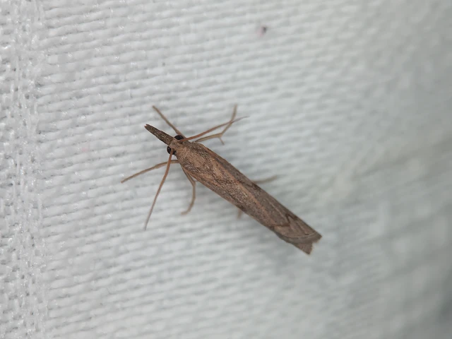 Pediasia contaminella - mocskos fűgyökérmoly
