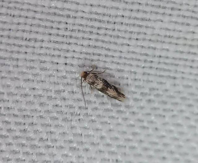 Lichenotinea pustulatella - zuzmófalómoly