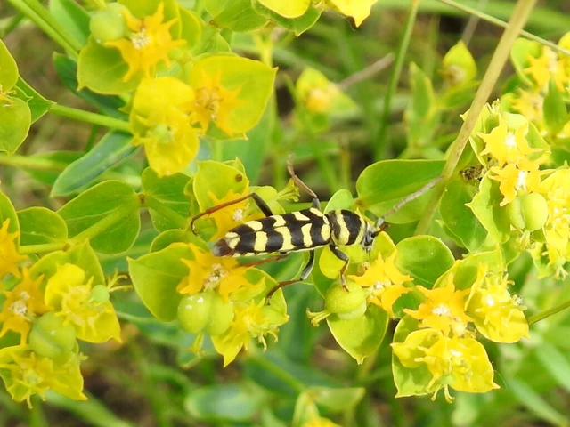 Echinocerus floralis - lucerna-darázscincér