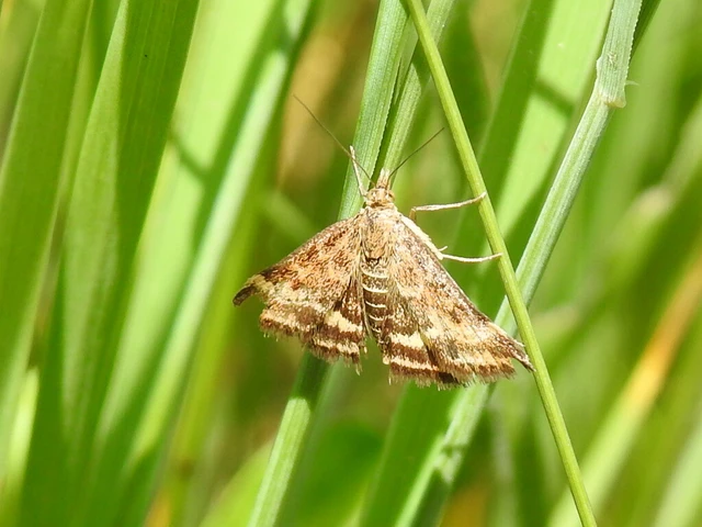 Pyrausta despicata - réti bíbormoly