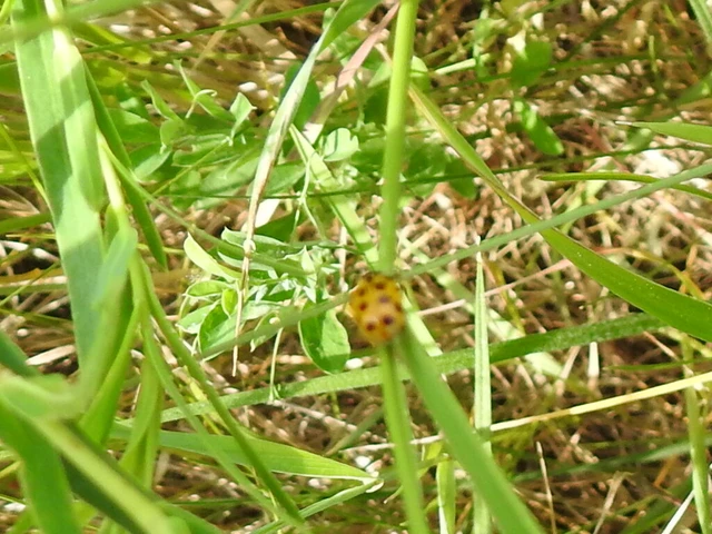 Hippodamia
