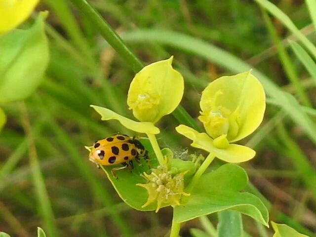 Hippodamia tredecimpunctata - mocsári katica