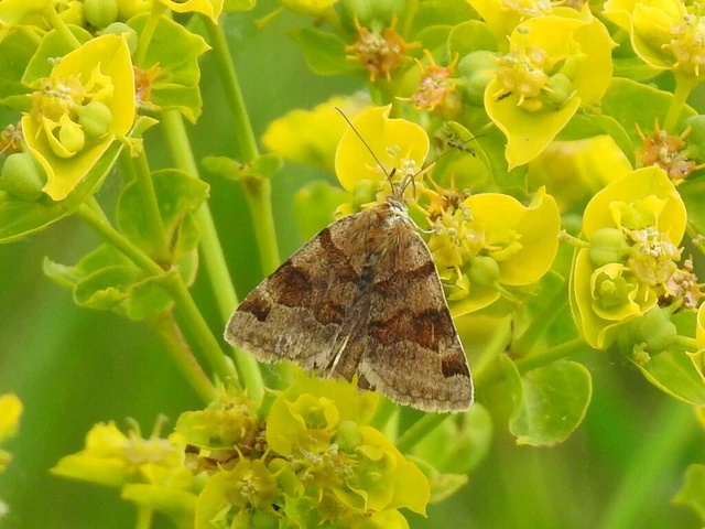 Euclidia glyphica - közönséges nappalibagoly