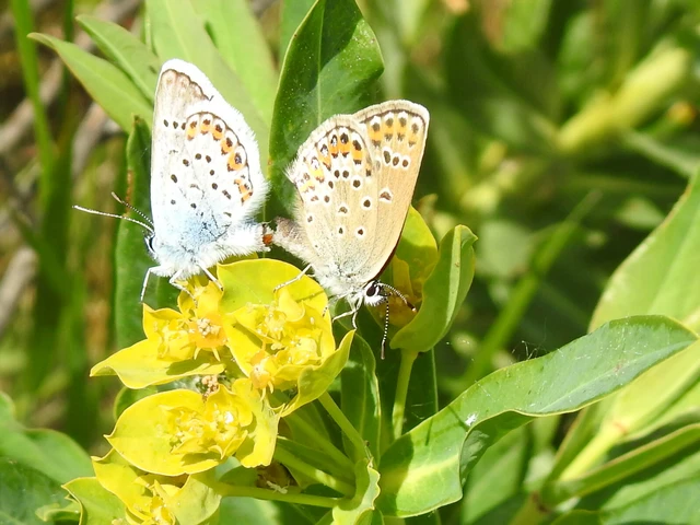 Plebejus argus - ezüstös boglárka