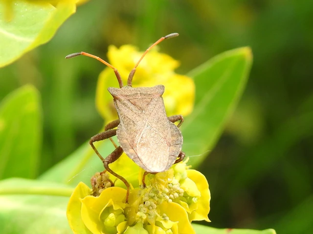 Coreus marginatus - közönséges karimáspoloska