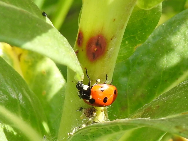 Coccinella septempunctata - hétpettyes katica