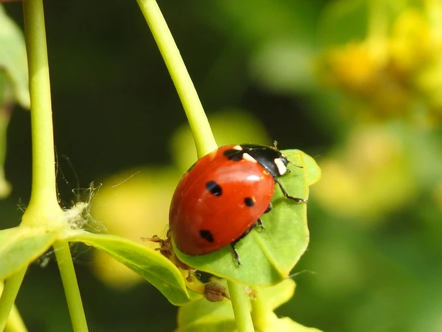Coccinella septempunctata - hétpettyes katica