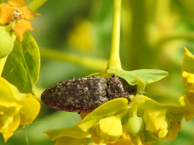Agrypnus murinus - egérszínű pikkelyespattanó