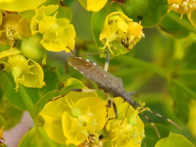 Dicranocephalus