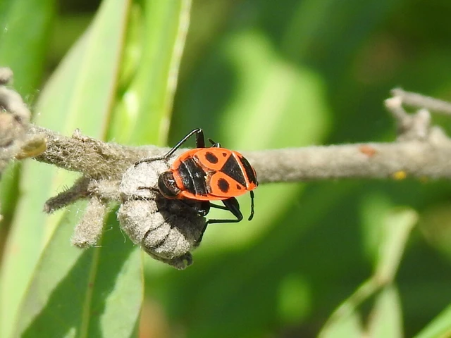 Pyrrhocoris apterus - verőköltő poloska