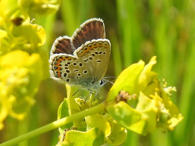 Plebejus argus - ezüstös boglárka