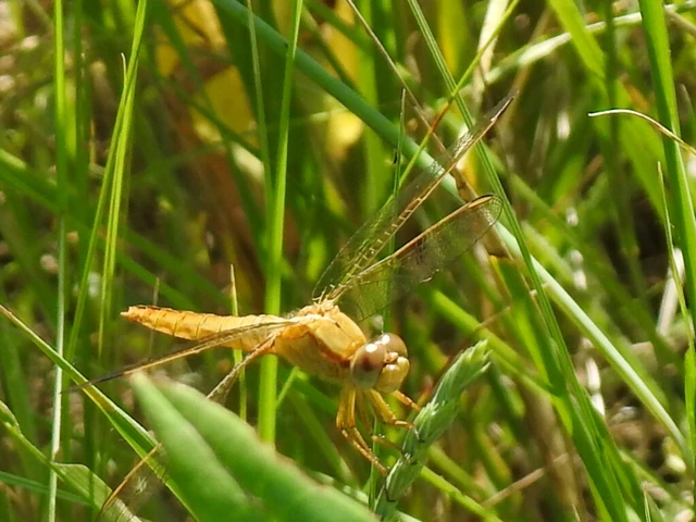 Crocothemis erythraea - skarlát szitakötő
