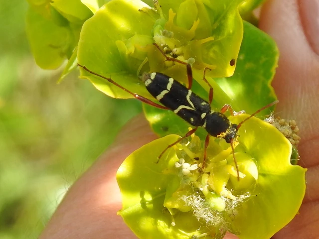 Clytus arietis - közönséges darázscincér