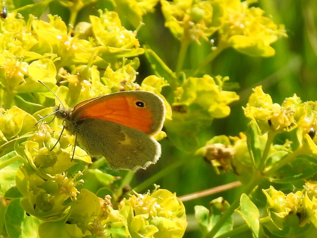 Coenonympha pamphilus - kis szénalepke