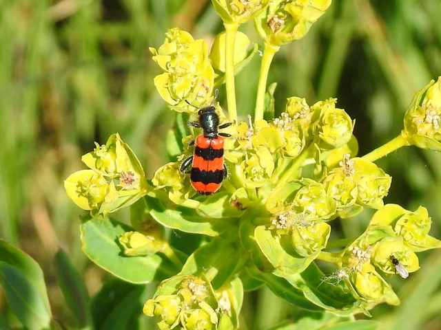 Trichodes apiarius - szalagos méhészbogár