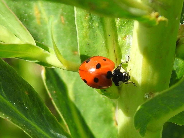Coccinella septempunctata - hétpettyes katica