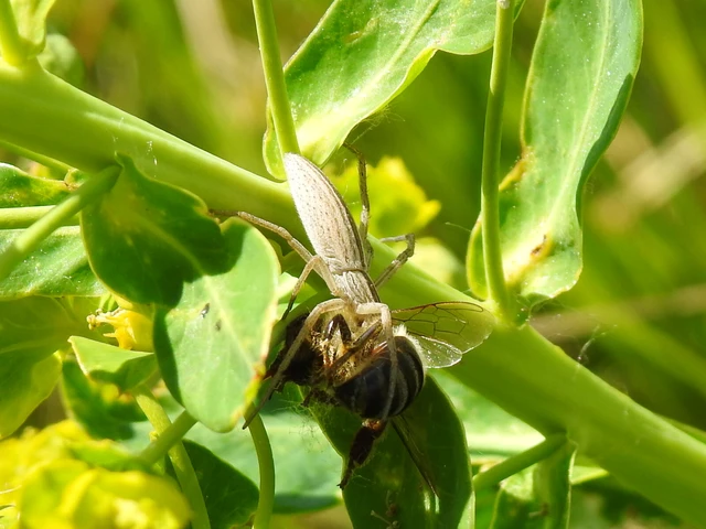 Tibellus