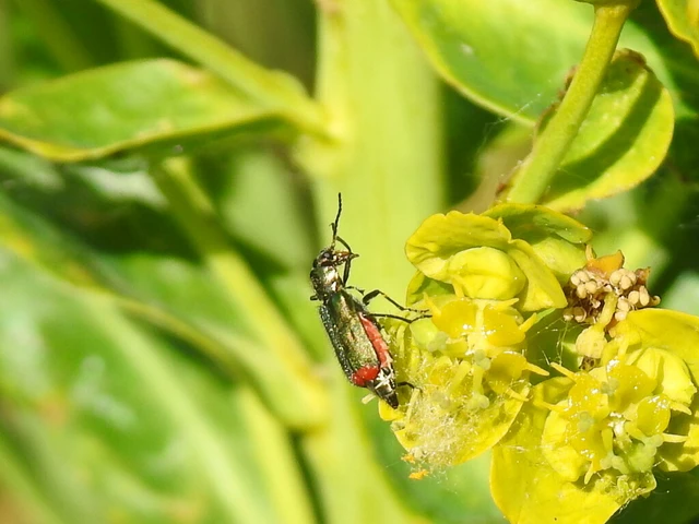 Melyridae - sziklaibogár-félék