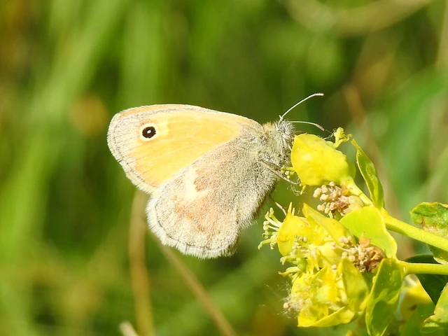 Coenonympha pamphilus - kis szénalepke