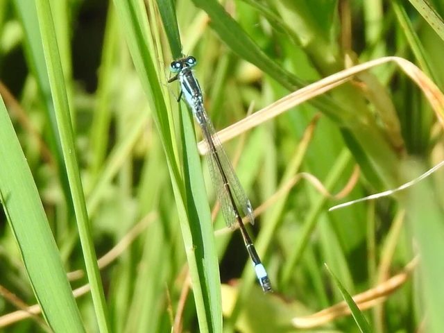 Ischnura elegans pontica - kéköves légivadász
