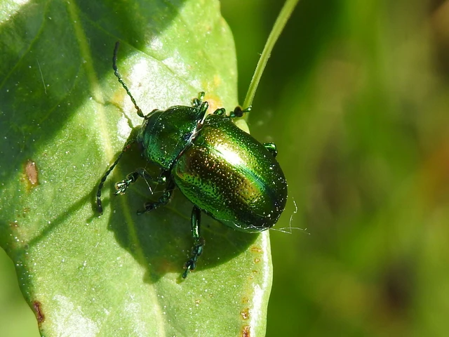 Chrysolina graminis - zöld varádicslevelész