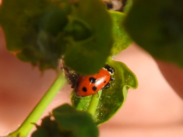 Hippodamia variegata - tizenhárompettyes katica