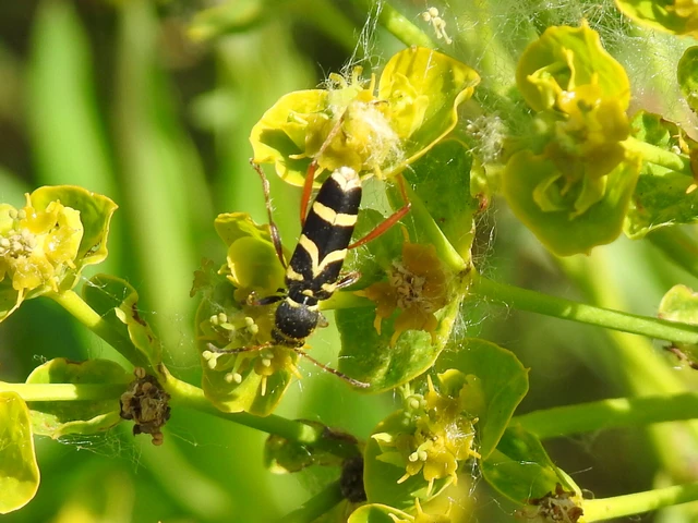 Clytus arietis - közönséges darázscincér