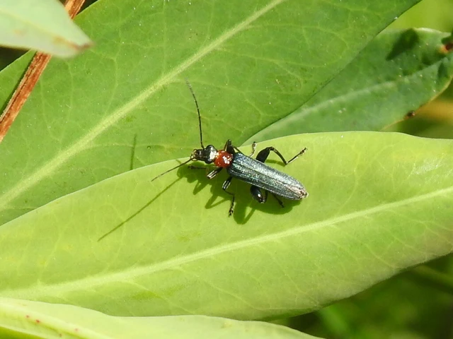 Oedemera croceicollis - pirostorú álcincér