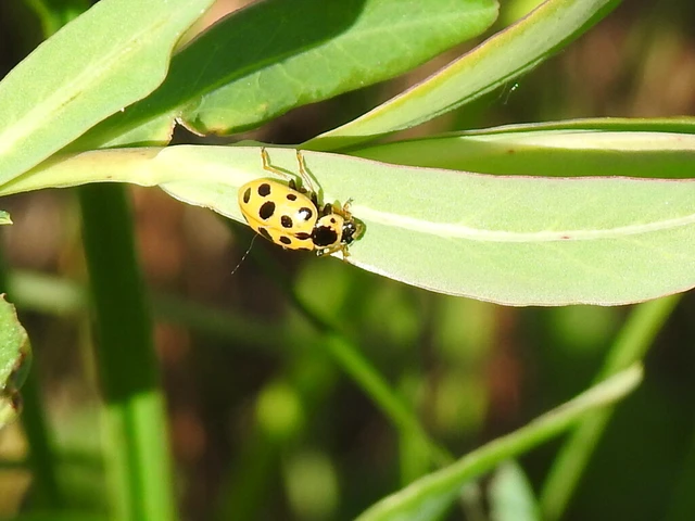 Hippodamia tredecimpunctata - mocsári katica