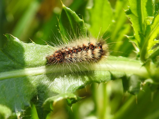 Acronicta rumicis - sóska-szigonyosbagoly Acronicta rumicis - sóska-szigonyosbagoly
