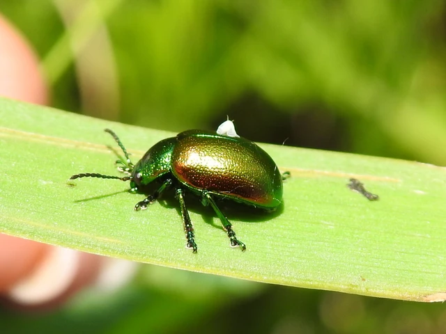 Chrysolina graminis - zöld varádicslevelész