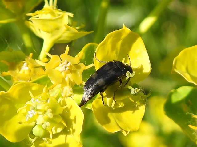 Mordellidae - marókafélék