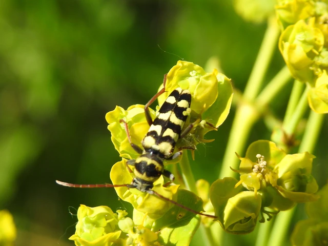 Echinocerus floralis - lucerna-darázscincér