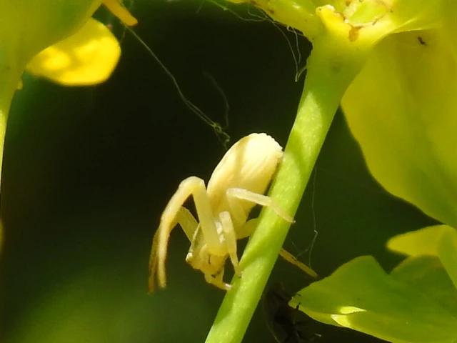 Misumena vatia - viráglakó karolópók