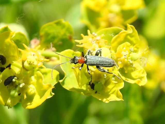Oedemera croceicollis - pirostorú álcincér