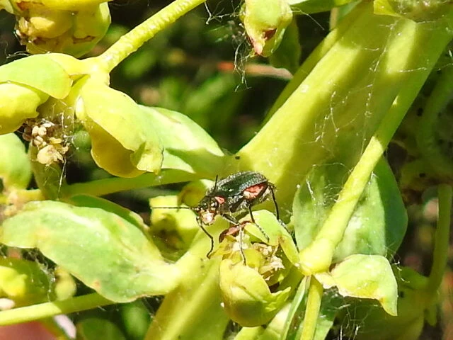 Melyridae - sziklaibogár-félék