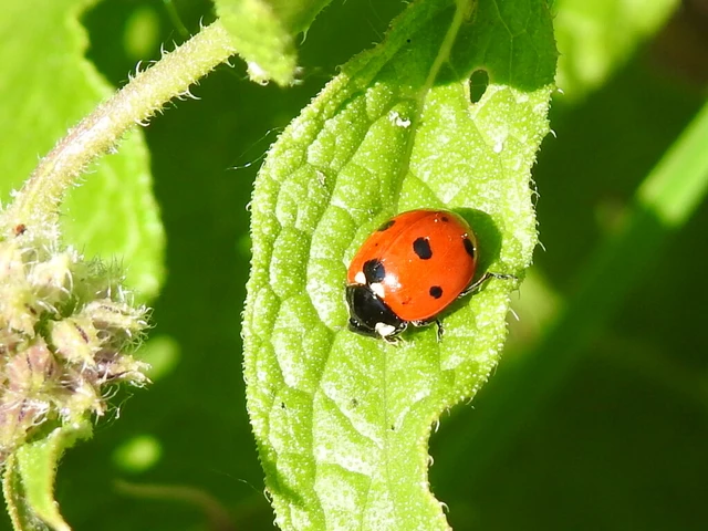 Coccinella septempunctata - hétpettyes katica