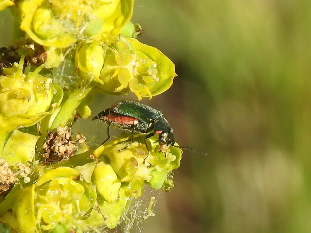 Melyridae - sziklaibogár-félék