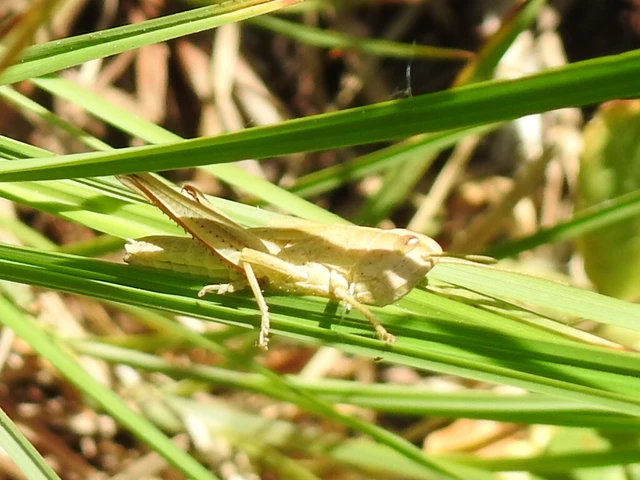 Chrysochraon dispar - aranyos sáska