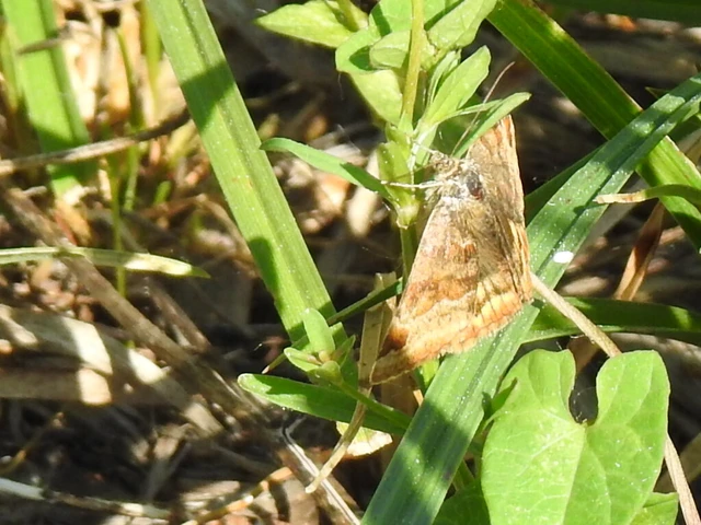 Euclidia glyphica - közönséges nappalibagoly