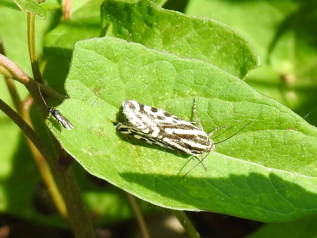 Emmelia trabealis - zebrabagoly