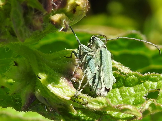 Phytoecia coerulescens - kígyósziszcincér