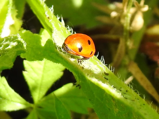 Coccinella septempunctata - hétpettyes katica