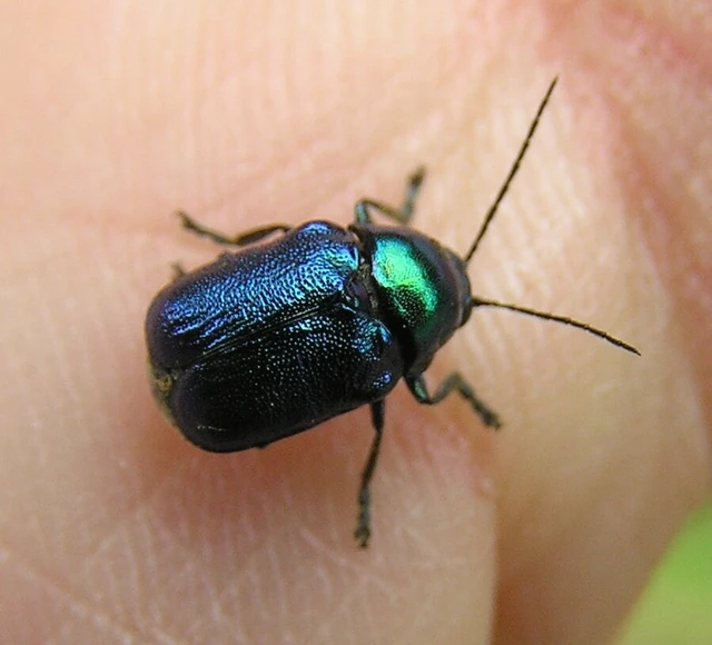Cryptocephalus
