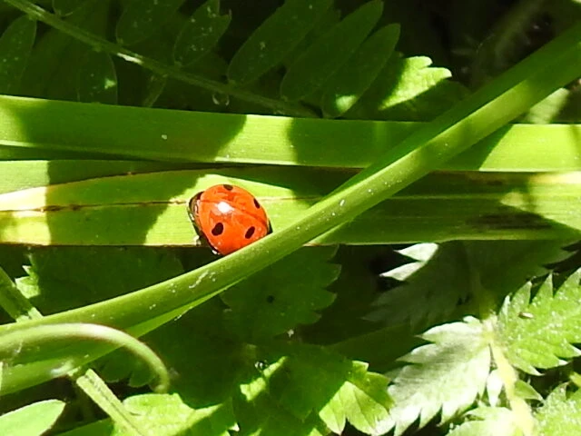 Coccinella septempunctata - hétpettyes katica