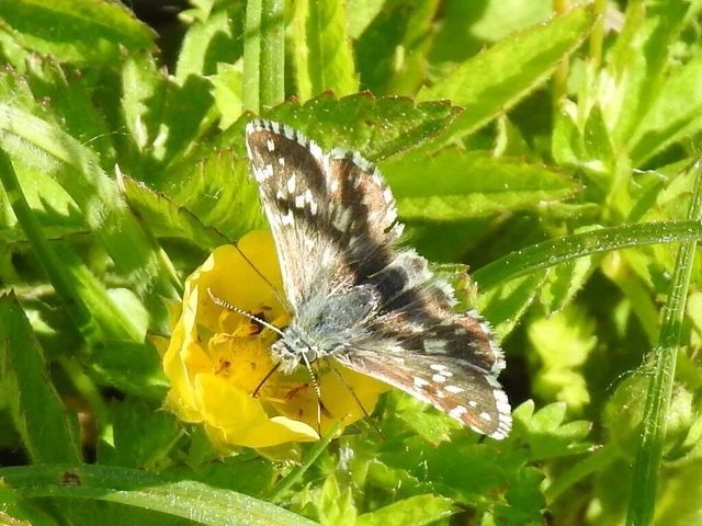 Pyrgus armoricanus - feles busalepke